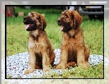 Owczarek francuski Briard, szczeni�ta